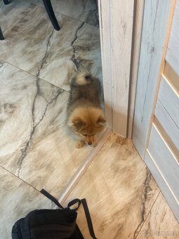 Pomeranian- čistokrvný - 4