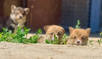 Corgi - 4
