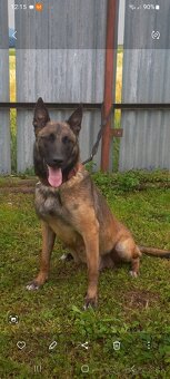 Belgický ovčiak Malinois - 4