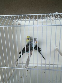 Predám Andulka blackwing (čiernokrídla) - 4