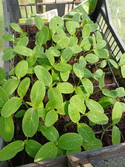 Priesady (planty) na predaj - 4