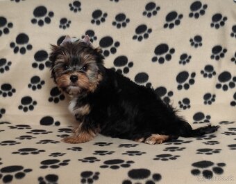 Yorkshire terrier - 4