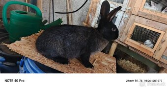 Predám burgunsky hylla český strakac - 4