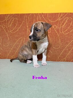 Americky Stafordšírský Terier šteniatka s PP - 4