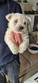 Predam Westika fenku - 4