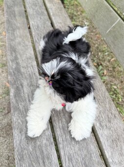 Shih-Tzu šteniatka - 4