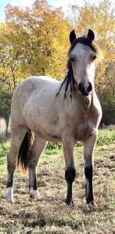 Welsh cob D kobyla s PP - 4