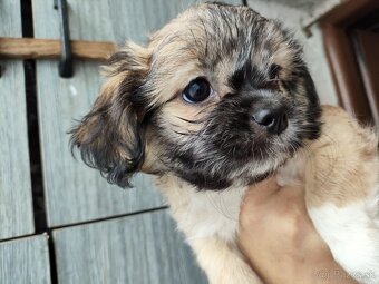 Predám šteniatka Shi tzu - 4