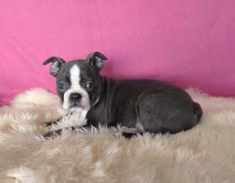 Bostonský teriér  Modré šteniatka z PP - 4