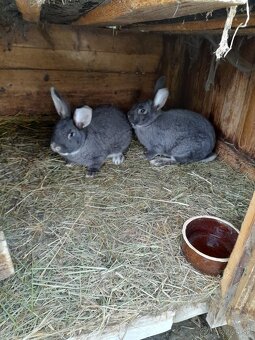 Zajace - belgický obor - 4