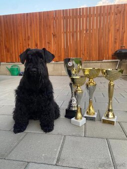 Bradač malý čierny s rodokmeňom - 4