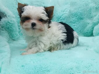 Biewer Yorkshire terrier - 4