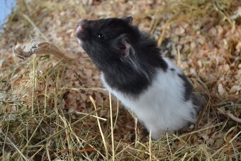 Škrečok sýrsky - 4