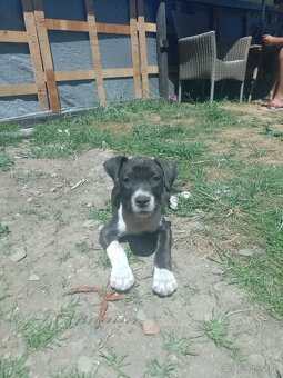 Argentinska doga križena so stafordom - 4