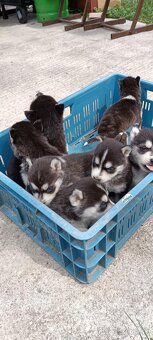 Sibírsky husky ❤️❤️ - 4