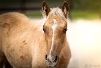 Palomino klisna American Quarter Horse, LTE rodiče i sestra - 4