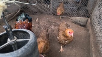 Zdrobnená wyandotka jarabičia - 4