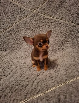 čivava-čokoládové šteniatka - 4