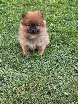 Predám šteniatka oranžového špica - 4