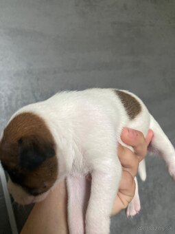 Jack Russel šteniatka - 4