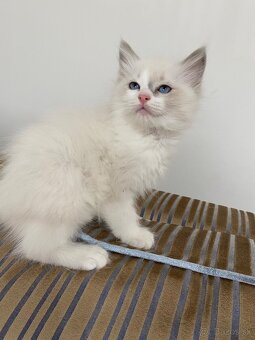 Ragdoll mačička - 4