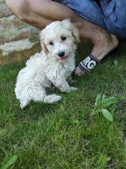 Maltipoo (malteze +Pudel = maltipoo) - 4