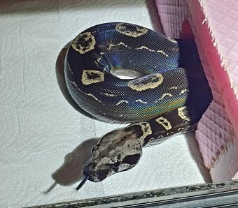 Veľhad královský - 4