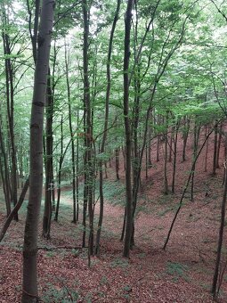 buková guľatina - vláknina, palivové drevo - 4