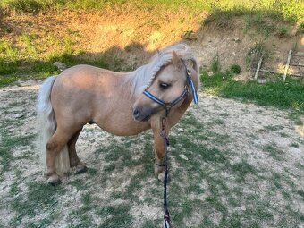 Shetland pony - 4