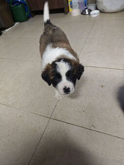 Predam steniatka Moskovskeho Strazneho Psa - 4