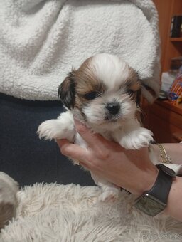 Shi-tzu, Shitzu - 4