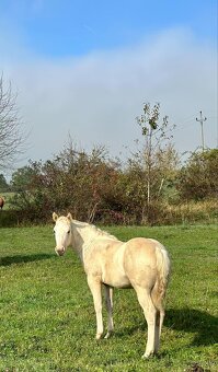 QH APHA hřebeček - 4