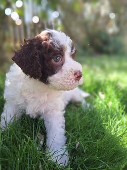 Lagotto romagnolo s PP (italský vodní pes) - 4