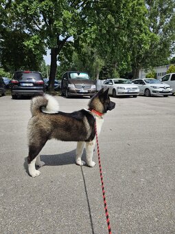 Americká akita - 4