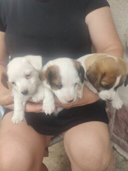 Jack russel terier - 4