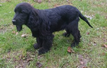 Kokerspaniel - 4