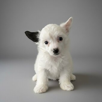 Čínsky chocholatý pes -labutienka (osrstena varieta) - 4