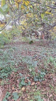 Stavebný pozemok 520m2 v Suchohrade, okr. Malacky - 4