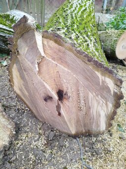 Kmeň stromu Orech cena ZNÍŽENÁ CENA - 4