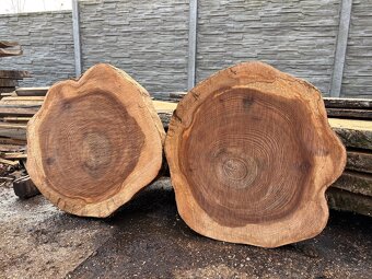 Priečne rezy kmeňom Brest Brestove Rezivo Drevo Koláče - 4