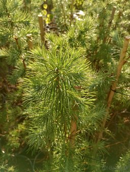 Smrekovec japonský - 4