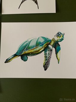 Obrázky lastovičiek, korytnačka - 4