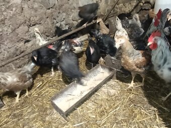 Predám mládky mix - 4