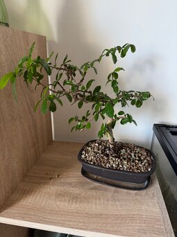 Bonsai v keramike ficus a čaj fuki - 4