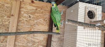 Amazonan Venezuelský - 4