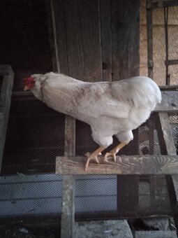 Araucana - 4