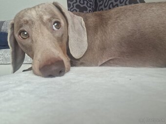 Krytie-jazvečík trpasličí - 4