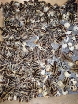 Japonské prepelice - 4