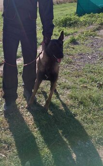 Belgický ovčiak, Cross , Nemecký ovčiak - 4