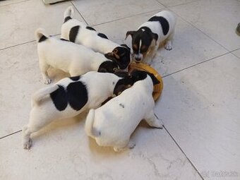 Jack russell - 4